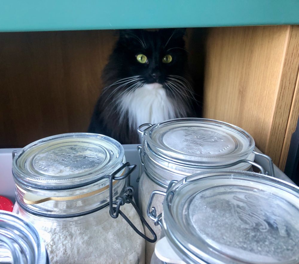 Long-haired black and white cat with green eyes, sitting at the back of a kitchen drawer cabinet, behind a drawer containing three glass canisters of flour and sugar.