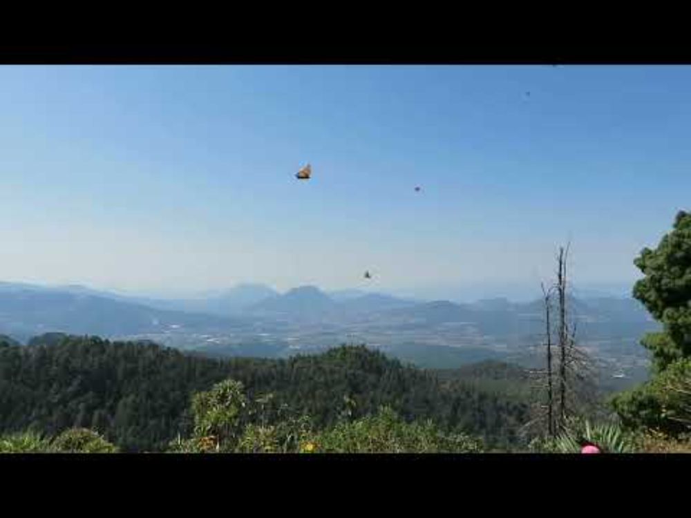 Monarch butterflies leaving Mexico for the season