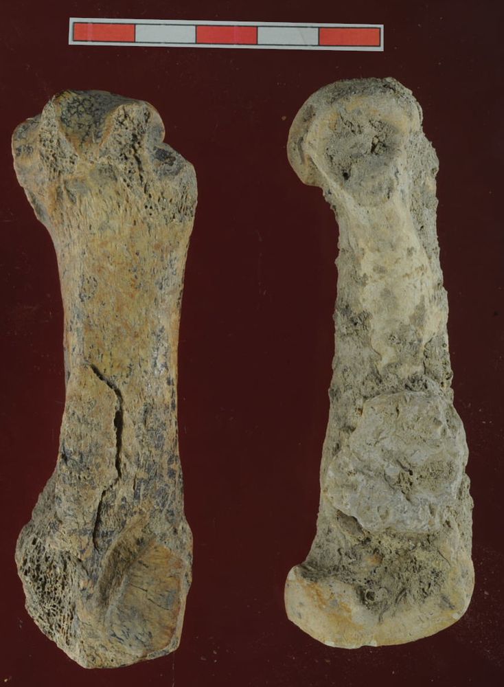 Cave bear bones from Salitrena