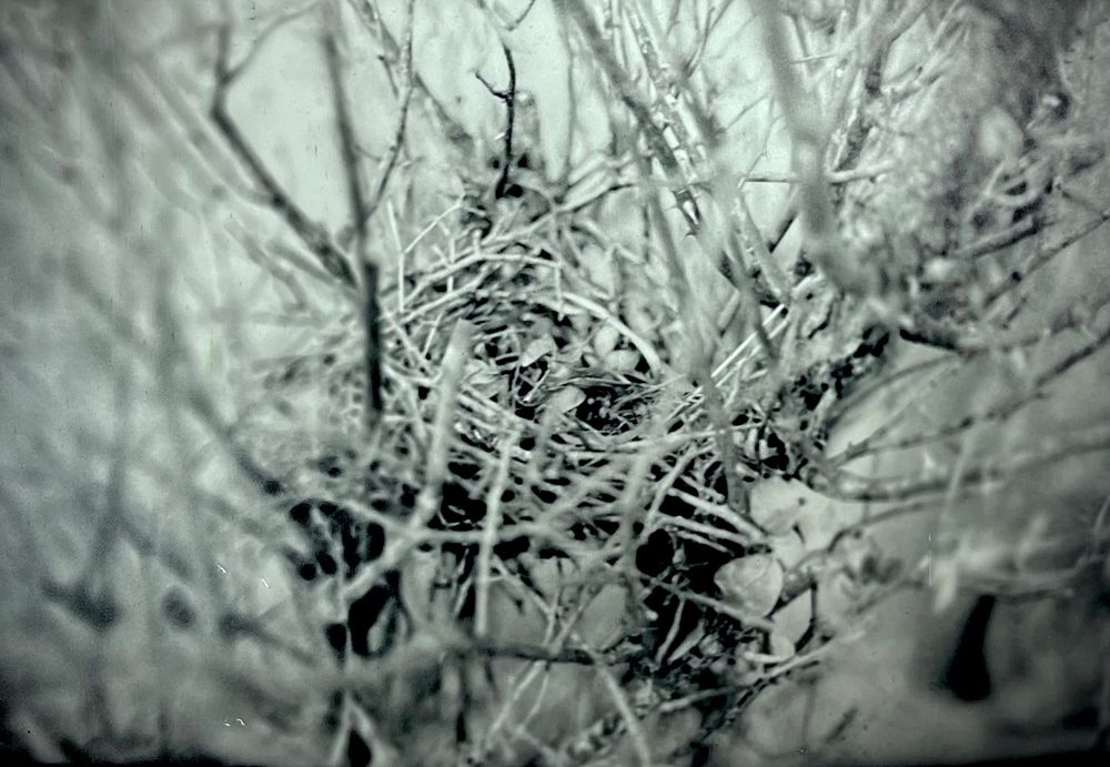 A black and white photo of a birds nest in the center of a bare rose bush. The outer edges of the photo are blurred.