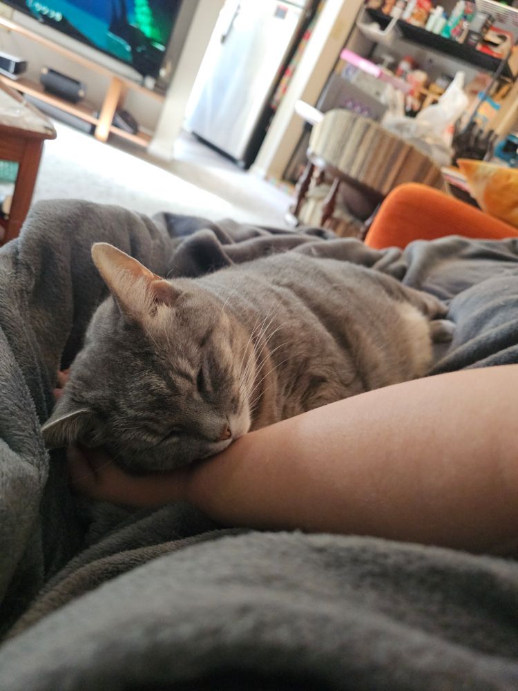 grey cat using my hand as a pillow while she snoozes next to me