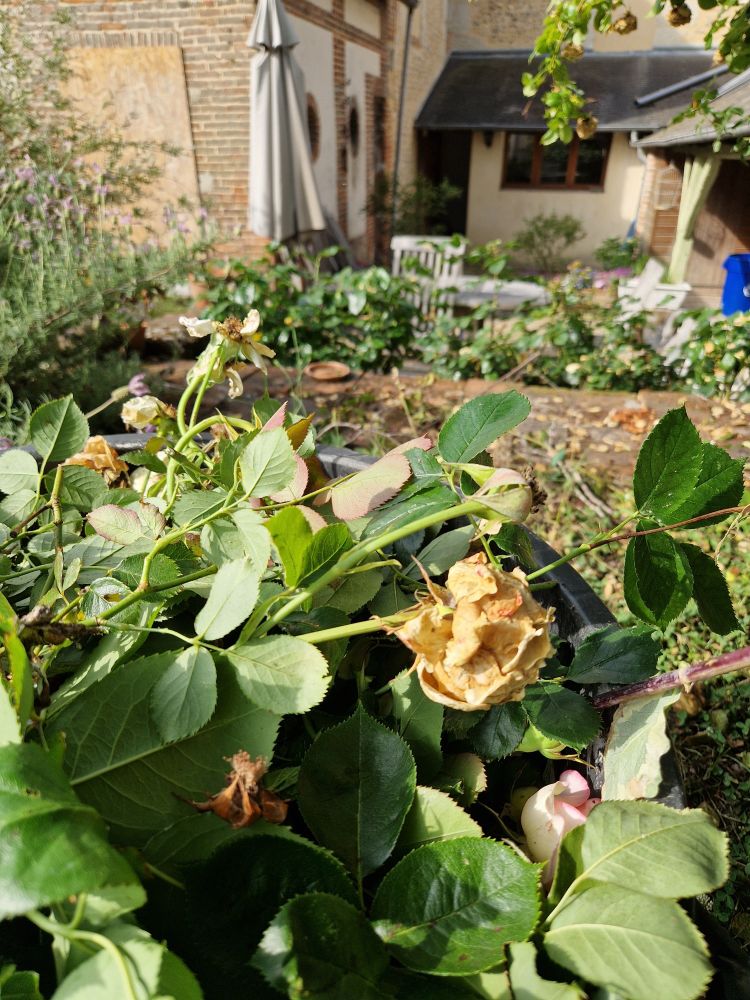 Poubelle de jardin remplies de roses fanées ou cuites par la chaleur 