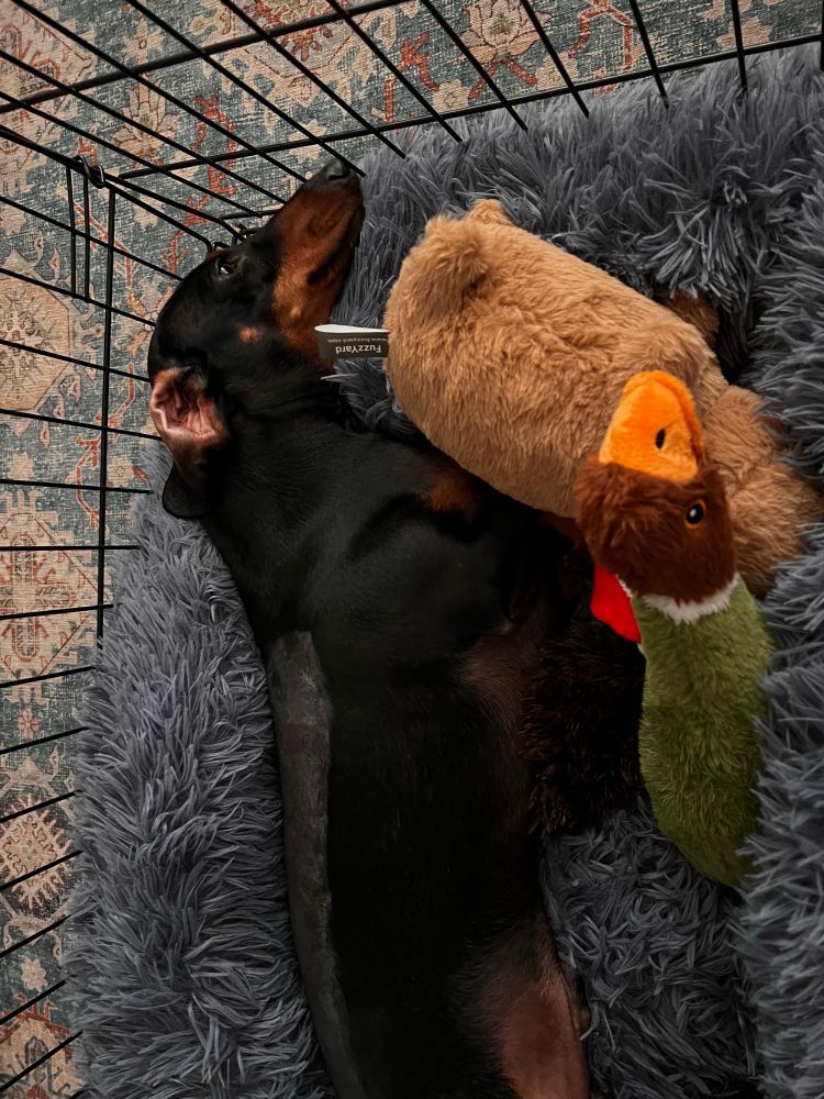 Black and tan dachshund in a crate with his toys showing shaved back after surgery for ivdd