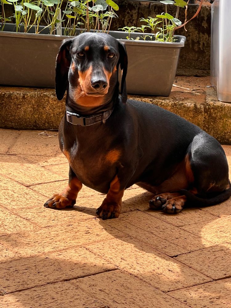 Black and tan miniature Dachshund sitting on a brick patio. 