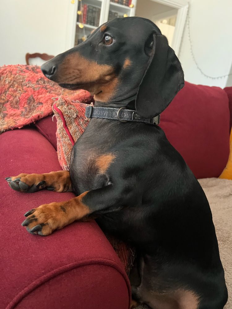 Black and tan mini dachshund sitting in a chair looking out of a window. 