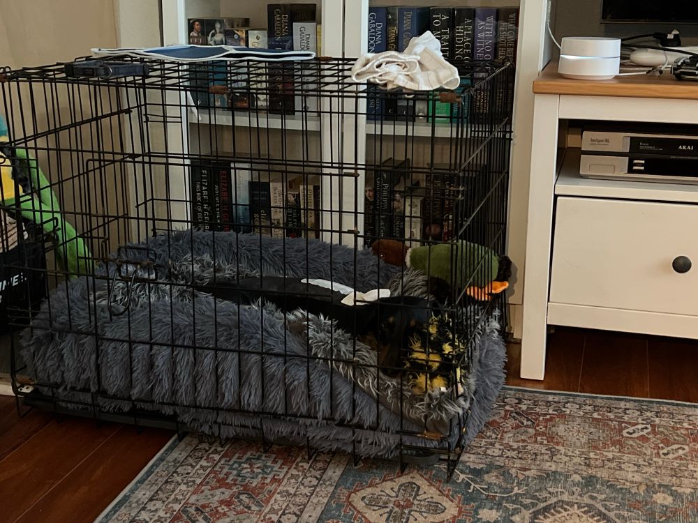 Dachshund in bed with bandages after IVDD surgery