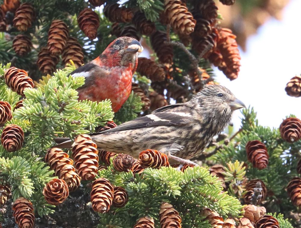 WINTER FINCH FORECAST 2024-25 - FINCH RESEARCH NETWORK