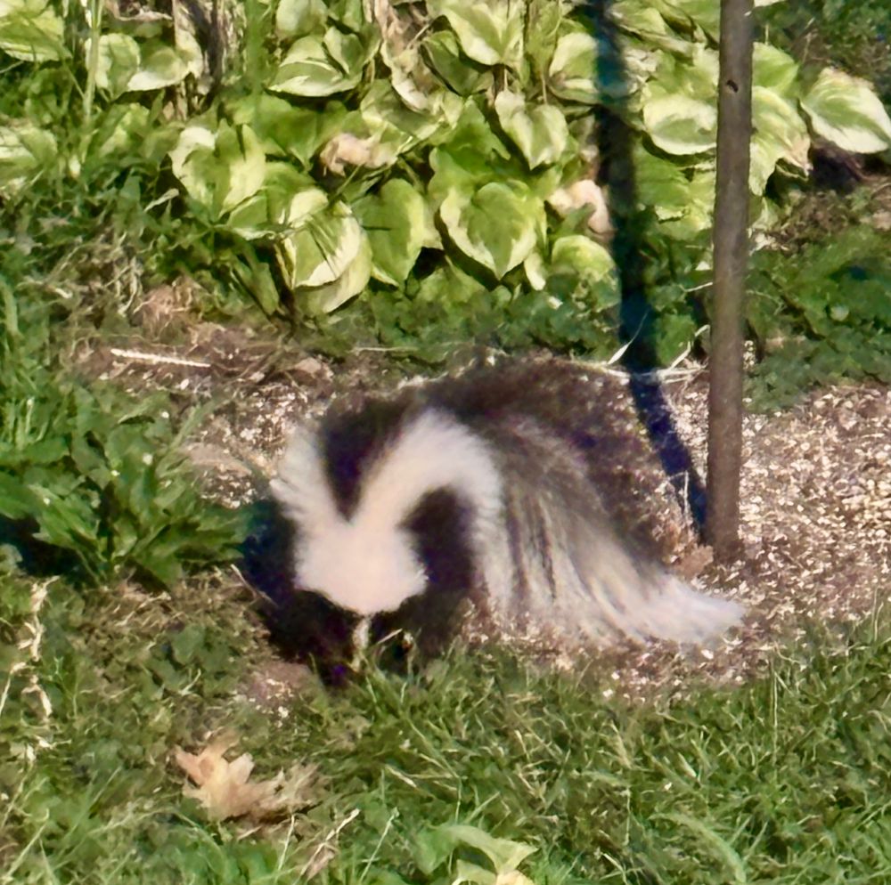 Photo of a cute little Striped Skunk digging in the ground under a bird feeder. It has an incredibly big and floofy tail. 
