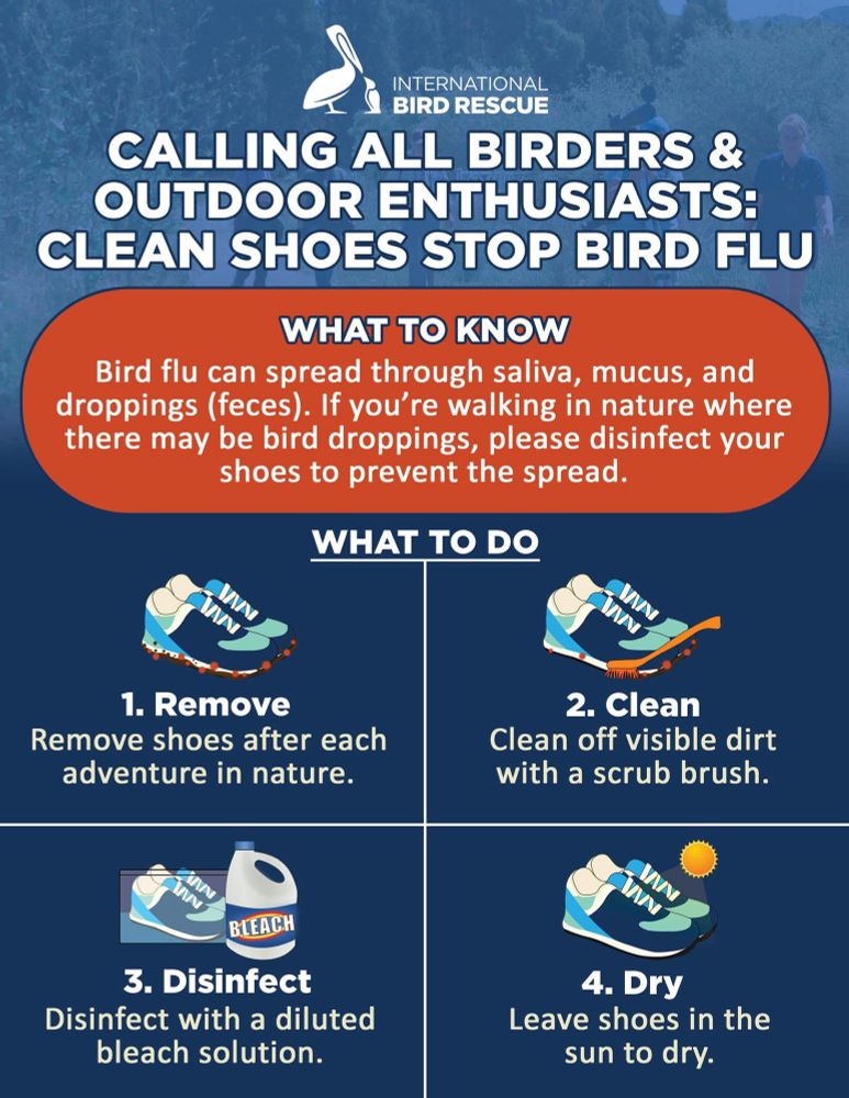 Informational poster from the International Bird Rescue on preventing bird flu spread through shoe hygiene. The text on the poster says:

CALLING ALL BIRDERS & OUTDOOR ENTHUSIASTS:
CLEAN SHOES STOP BIRD FLU.

WHAT TO KNOW:
Bird flu can spread through saliva, mucus, and droppings (feces). If you're walking in nature where there may be bird droppings, please disinfect your shoes to prevent the spread.

WHAT TO DO:

1. Remove. 
Remove shoes after each adventure in nature.

2. Clean.
Clean off visible dirt with a scrub brush.

3. Disinfect.
Disinfect with a diluted bleach solution.

4. Dry.
Leave shoes in the sun to dry.
