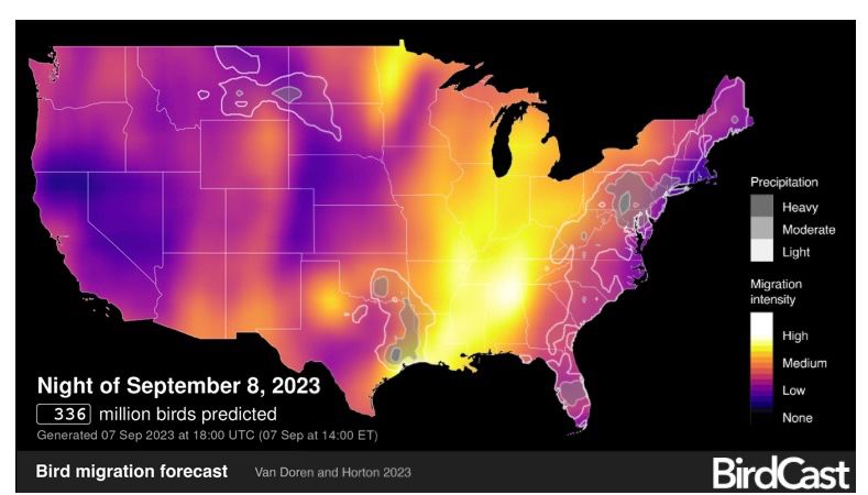 Forecast for night of September 8 with 336 million birds predicted.