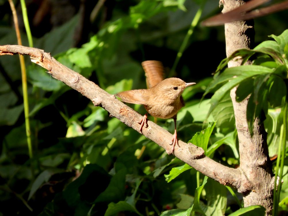 Photo of a Winter Wren perched on a stick with one wing stretched out like it’s pointing to the left and head turned to the right as though it’s talking to someone off screen. 