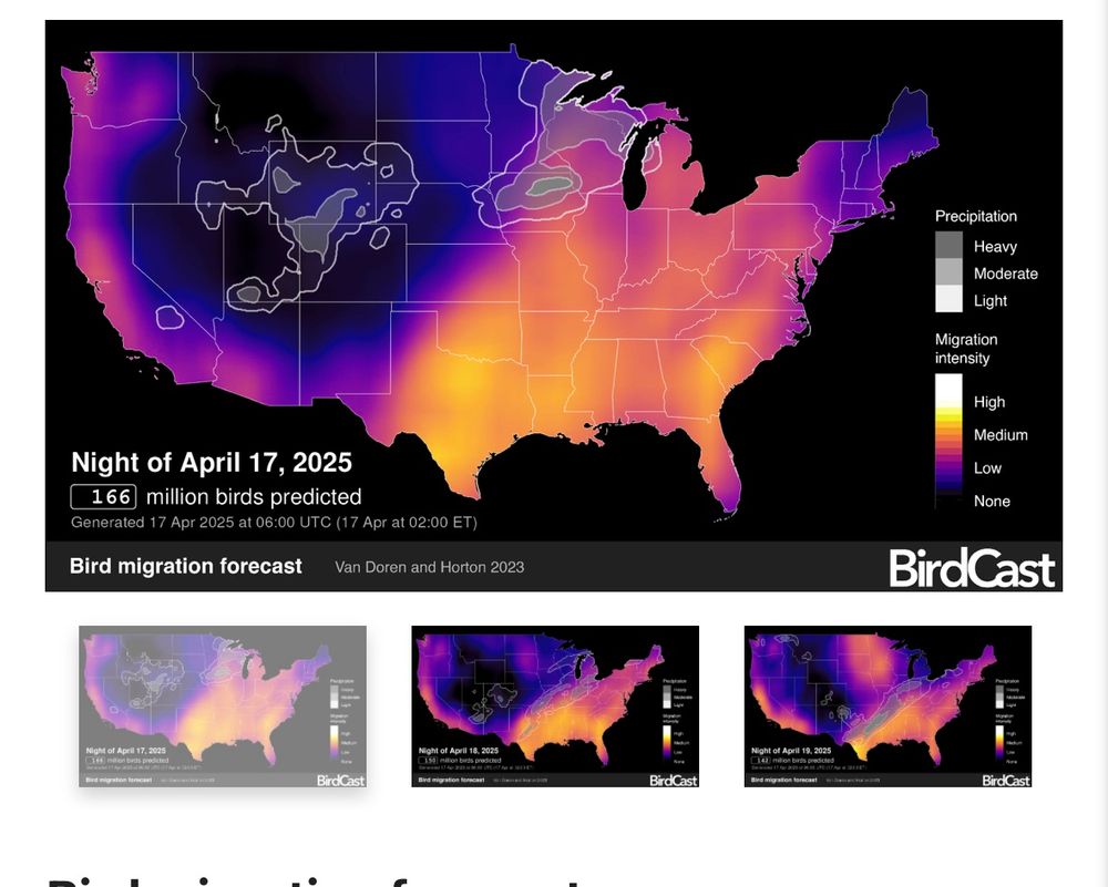 BirdCast’s three day forecast showing moderate to high bird migration across much of the central and eastern parts of the states, plus’s along the west coast over the next three nights. 