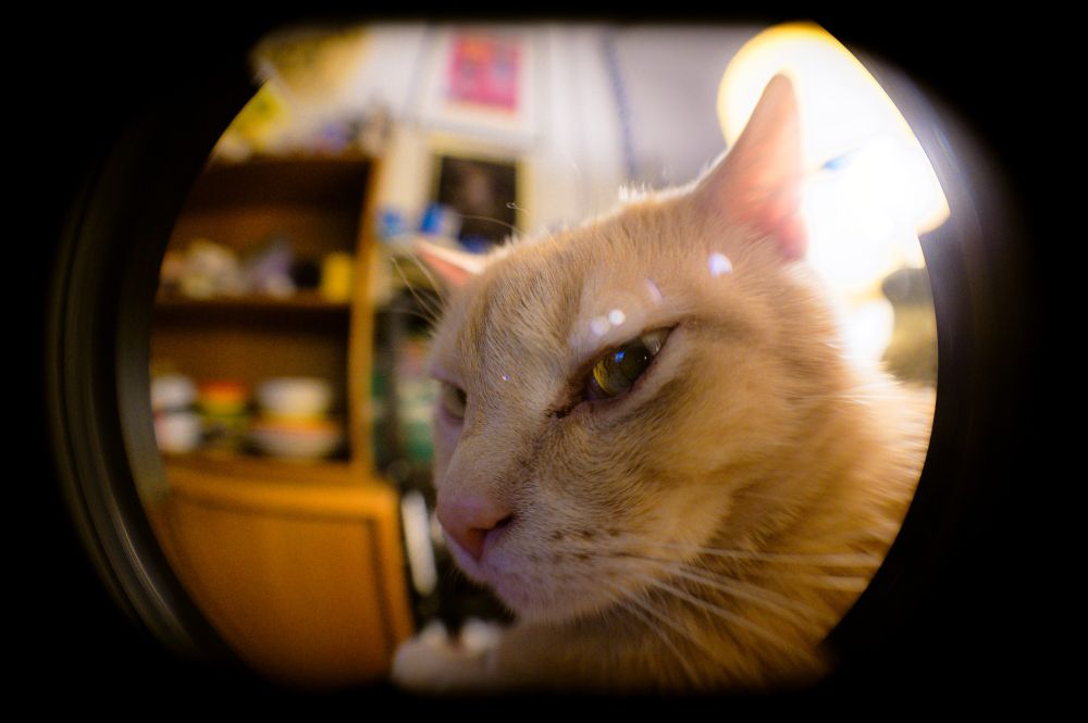 A photo of an orange cat looking annoyed with a close-up fish eye lens photo. 