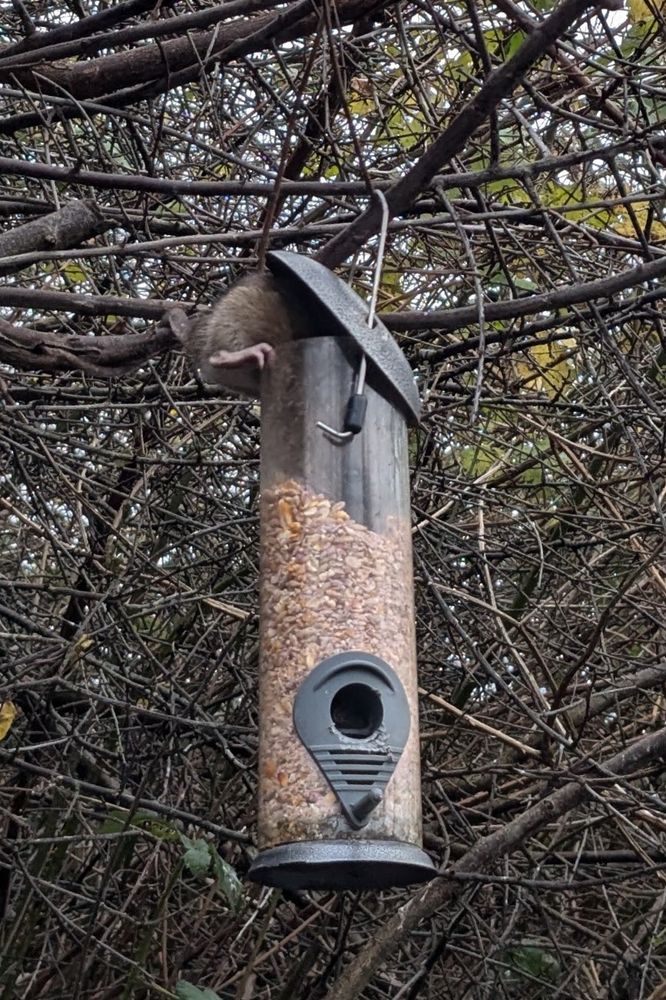 Rat with balancing on the top edge of a bird feeder, head underneath the cover and helping itself to seeds.