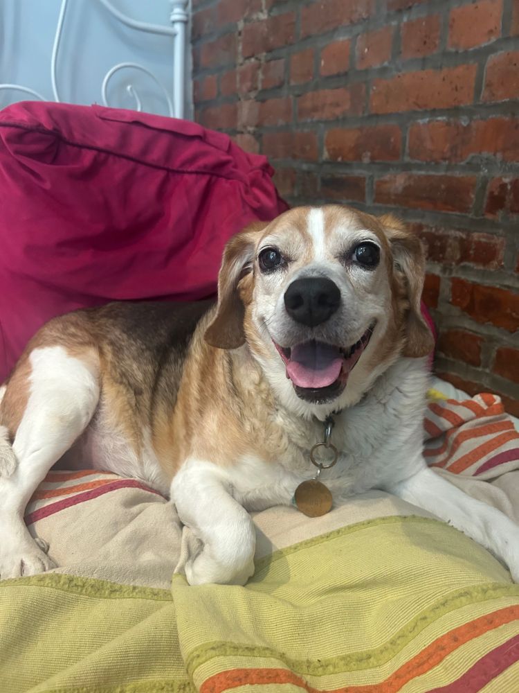 Photo of a beagle on a bed with a wide open mouth. To anthropomorphize him, he looks like a cuddly children's book author. 