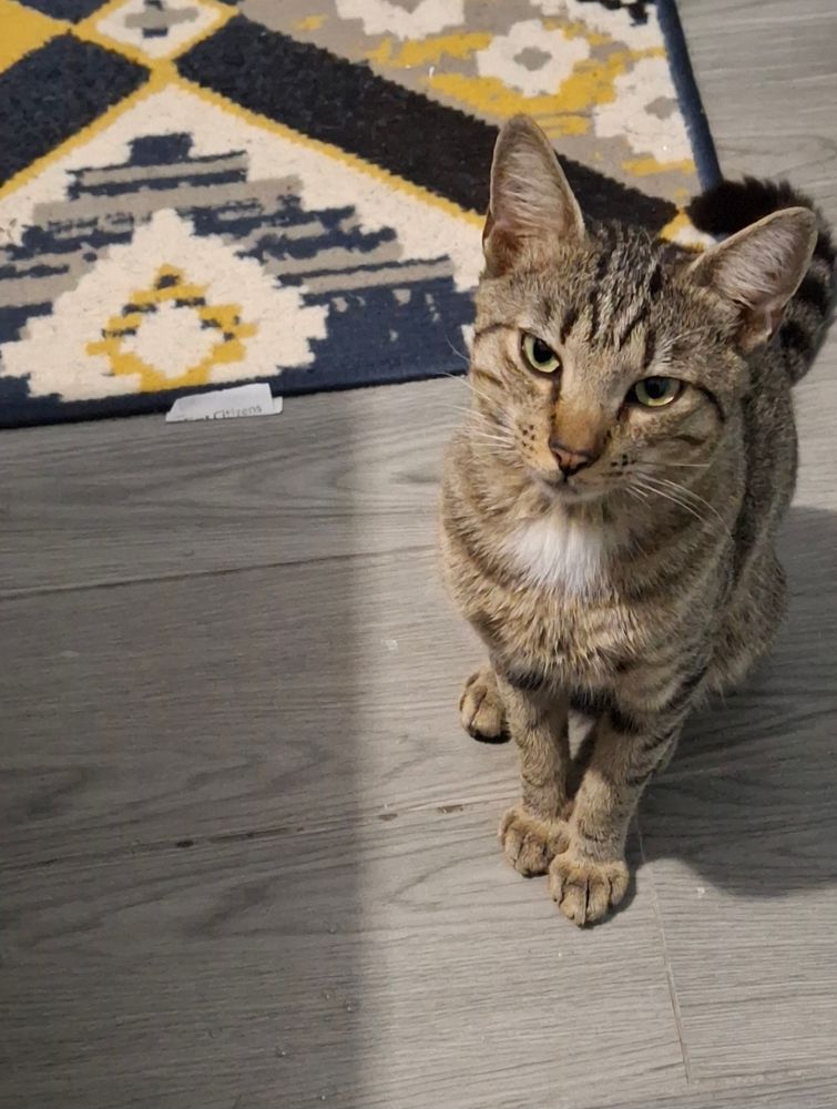 Very cross looking grey tabby cat with white bib sitting on grey floor next to yellow and blue rug