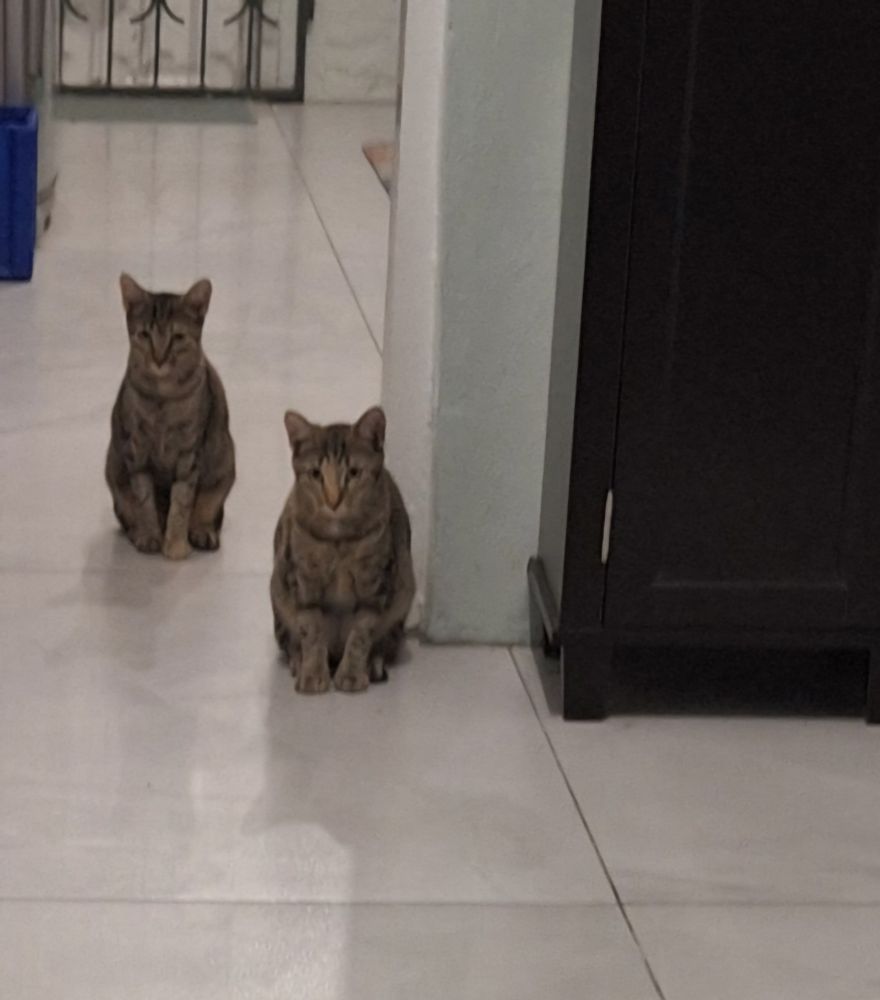Two grey cats sitting in white tiled corridor staring intently at a kitten they are very determined to hate (not pictured) 