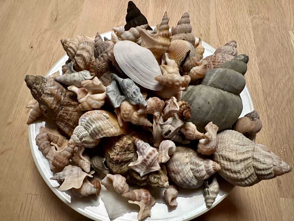 Ein Teller voller verschiedener Muscheln