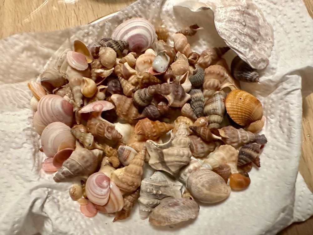 Ein Teller voller verschiedener Muscheln