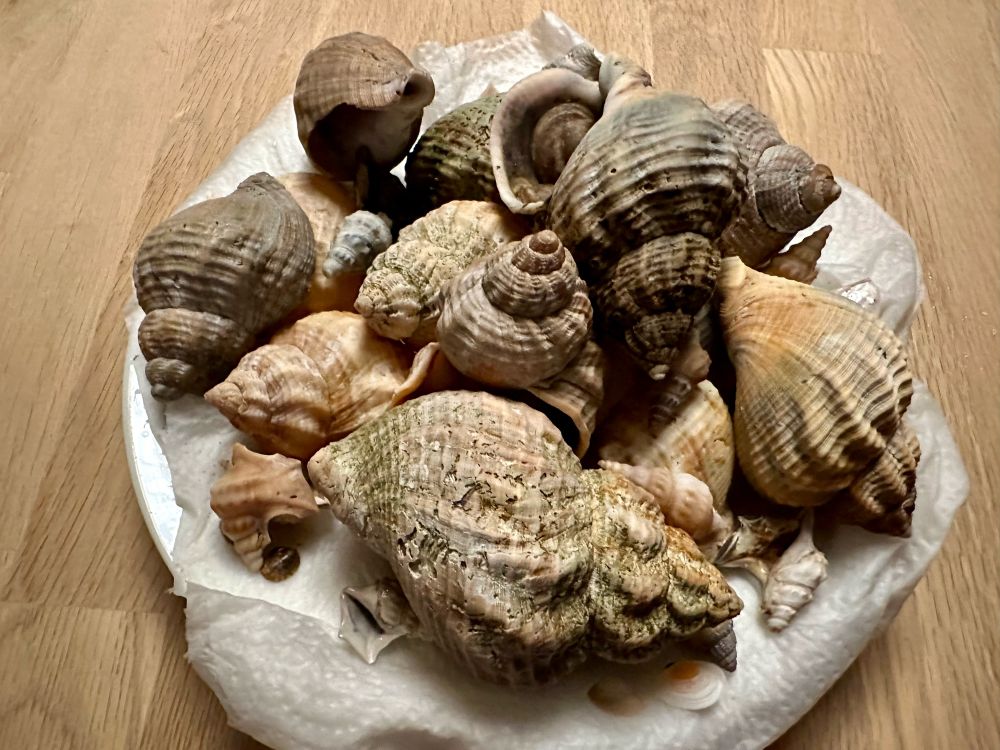 Ein Teller voller verschiedener Muscheln