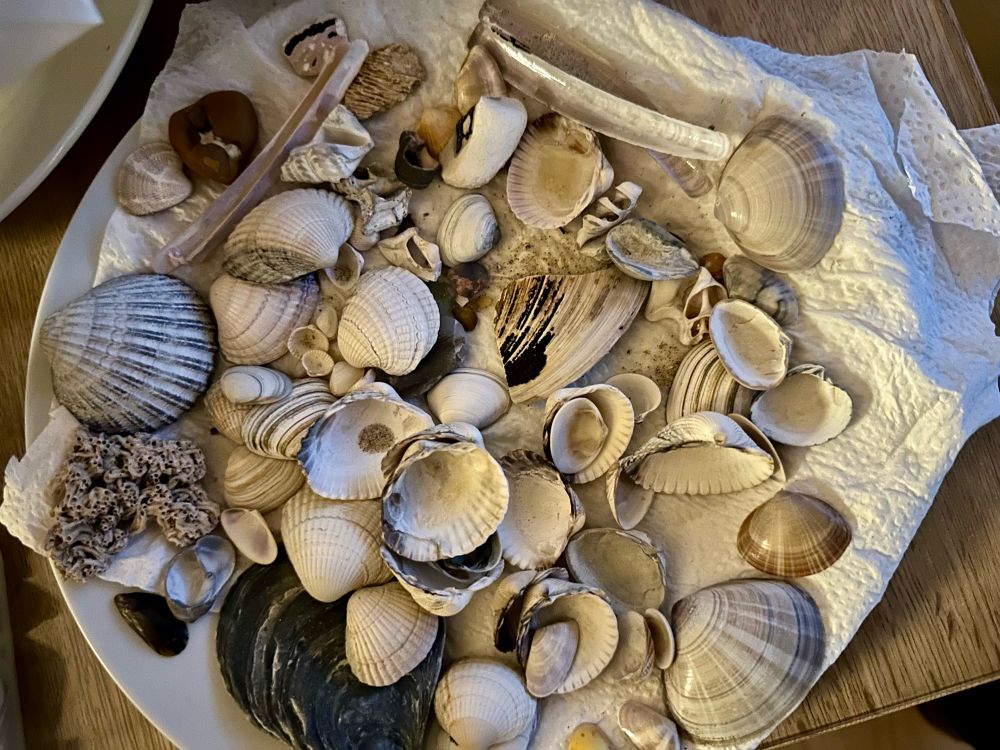 Ein Teller voller verschiedener Muscheln