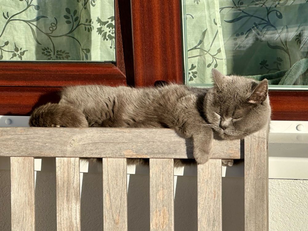 Eine Katze räkelt sich entspannt in der Sonne.
