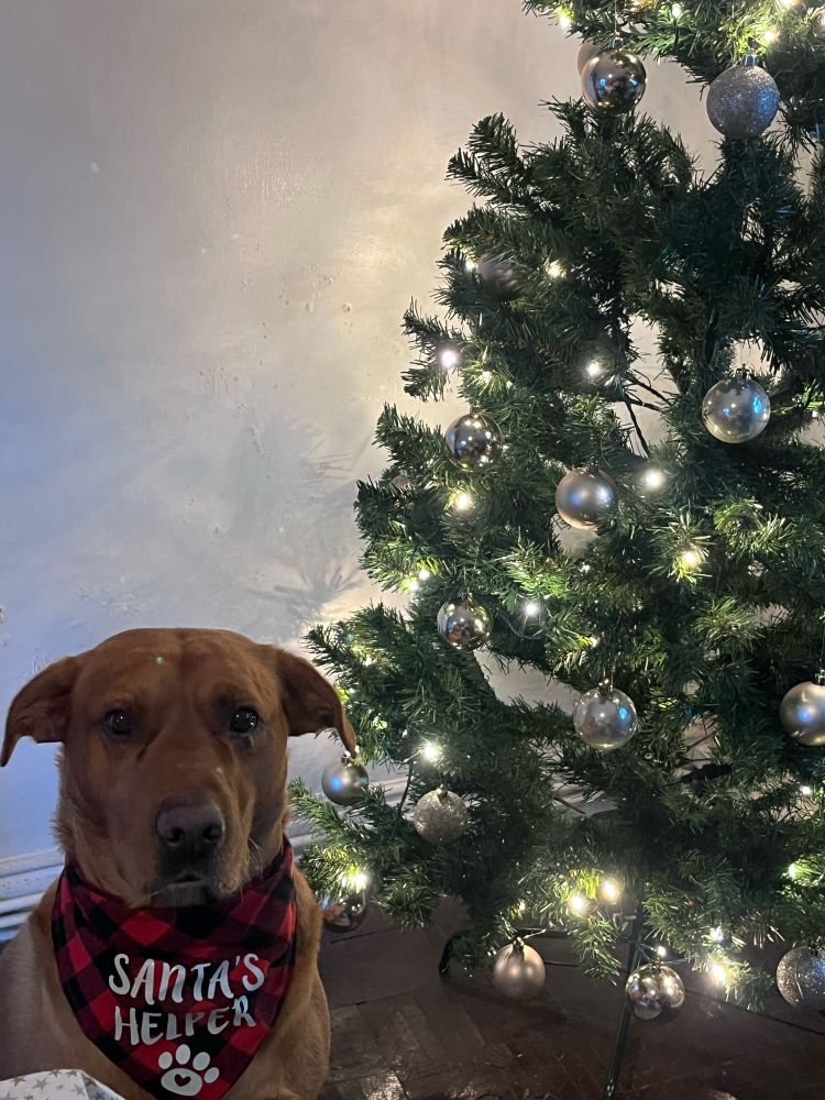 A decorated Christmas Tree with a fox red labrador sat in front looking cute 
