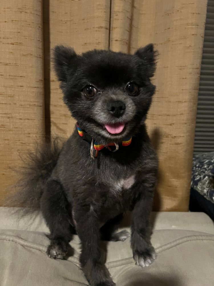 black pomeranian on a couch