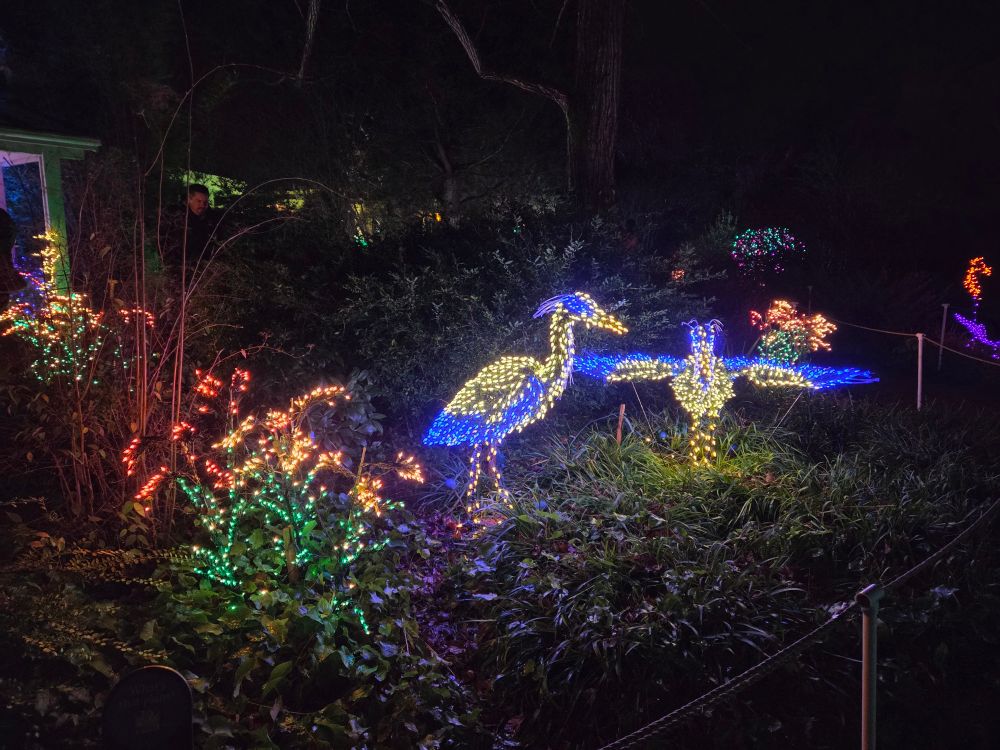 On Heronmas, we celebrate the hatching of the the Great Blue Heron, which actually happens in April or May. Garden d’Lights, Bellevue, WA.  Happy holidays!