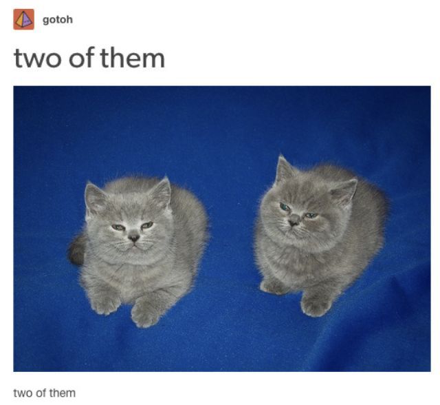 two of them meme with two adorable fluffy grey kittens 