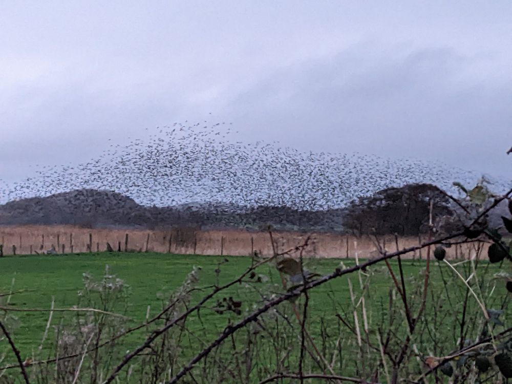 RSPB LEIGHTON MOSS MURMURATION SWIRLING AND SETTLING 