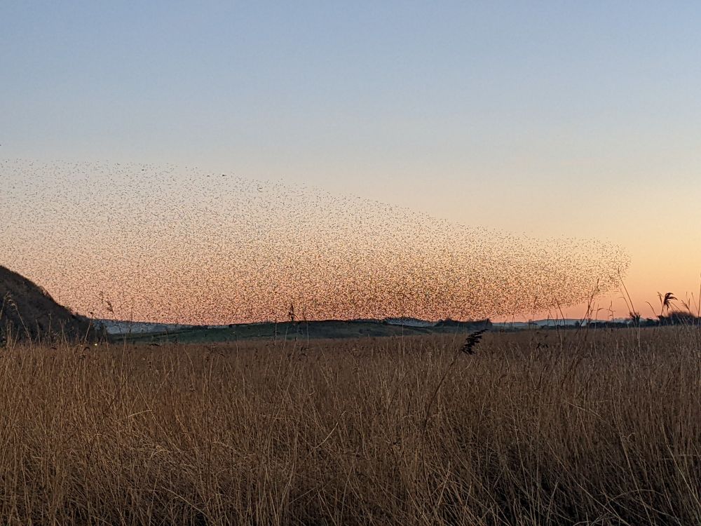 Murmuration over the reed beds nr Silver dale at sunset