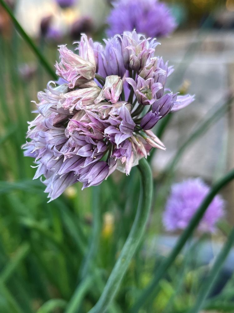 Macro shot of Chive blossom going to seed.  