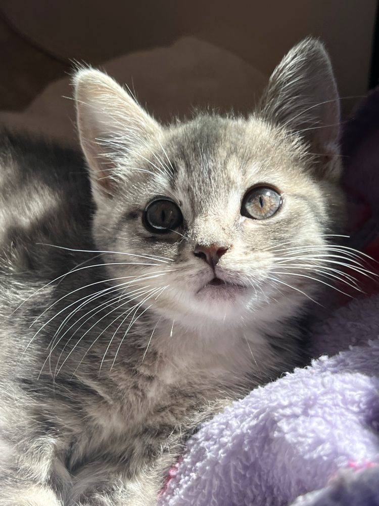 Kitten named Zephyr has been determined to be a dilute tortoiseshell female. She is full of energy and growing quickly, here she is knowing her light and angles with sparkling eyes of grey and orange, much like her pale stripes of grey and creamy orange. She has a white chest and whiskers, and outlining around her facial features. Closeup of her face as the sunlight streams across. 