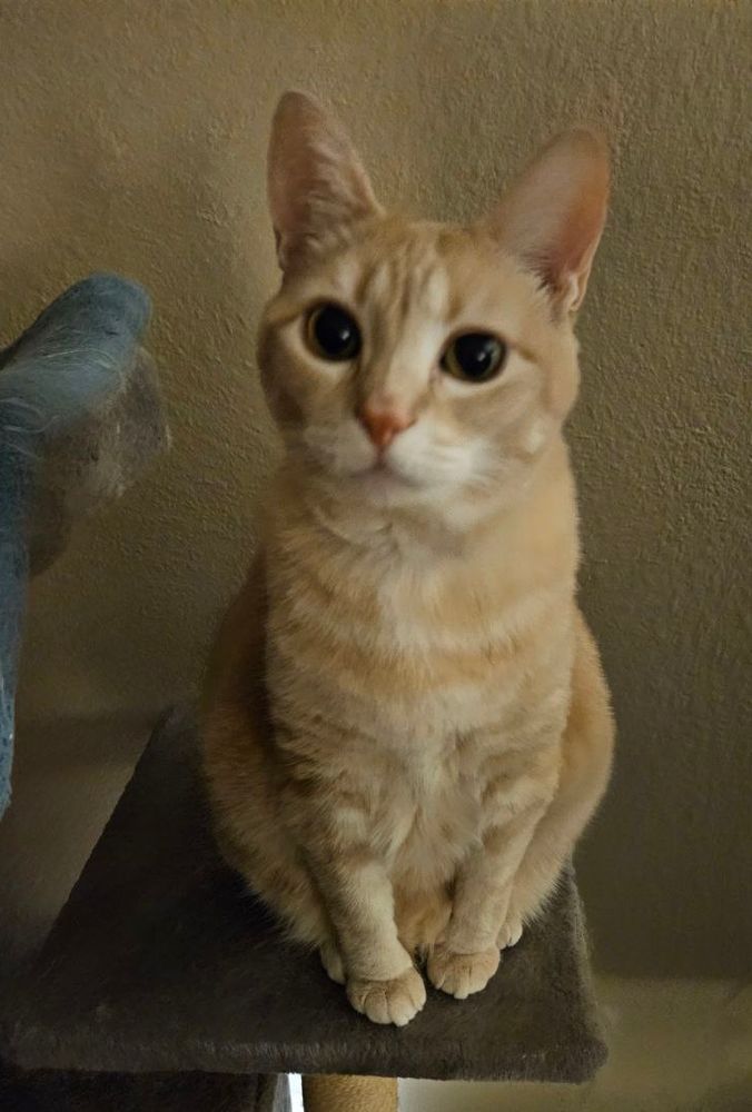 Buff coloured cat sitting primly on a cat tree and looking sweetly into the camera