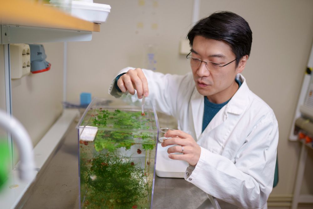 Ryo Morimoto, Group Leader at MIMS, Umeå University. 