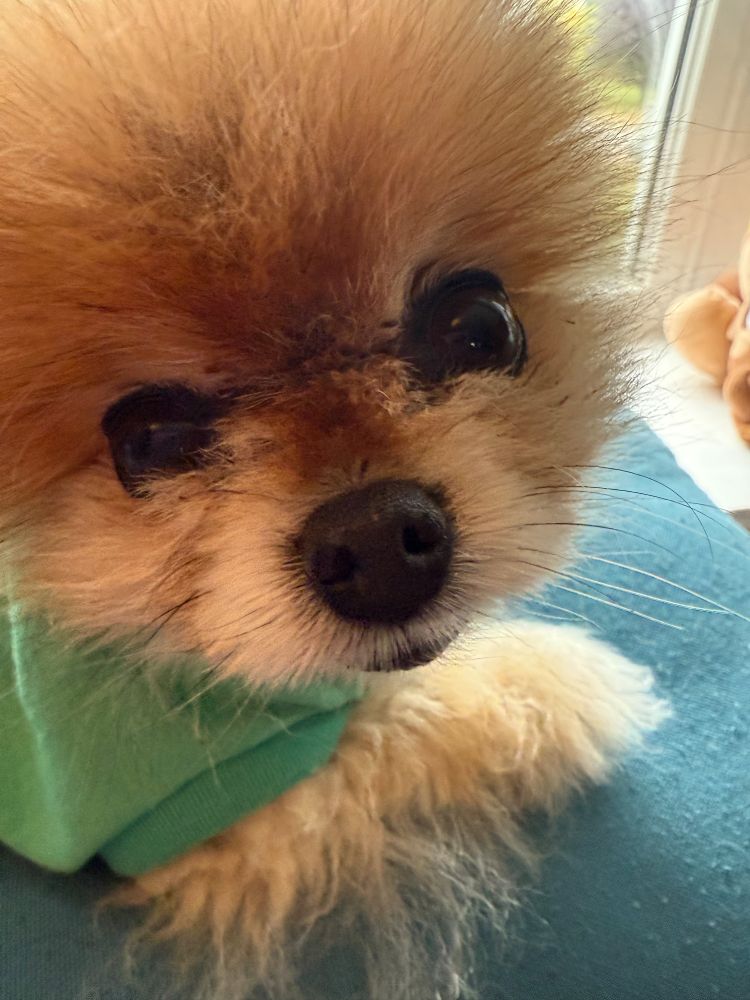 Mini (4 lb orange pomeranian wearing a green shirt) starring into the camera. 