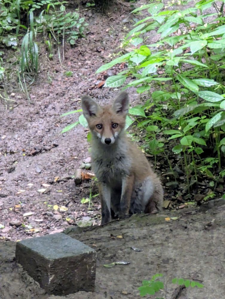 A fluffy young fox sitting on the ground and looking directly at the camera. There's some green foliage next to it and a stone or concrete block in the foreground. The ground is wet and muddy.
