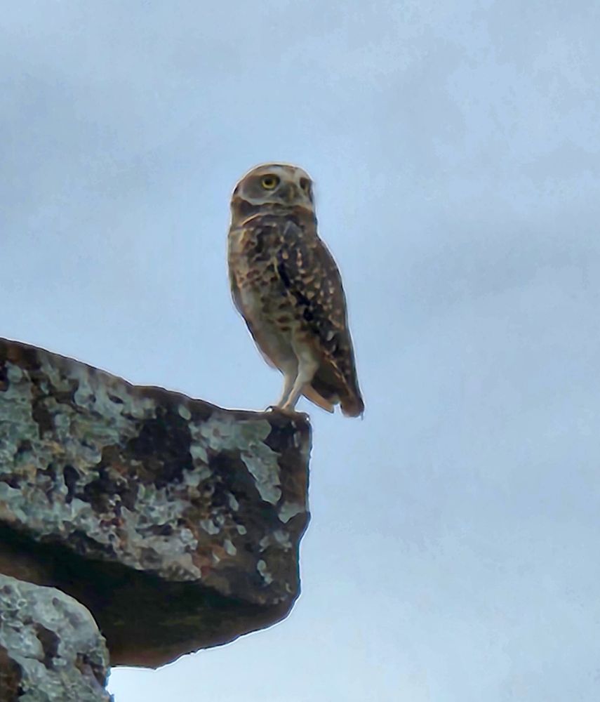 A burrowing owl perched on the Jesuit ruins in Santiago, Paraguay, staring out regally.