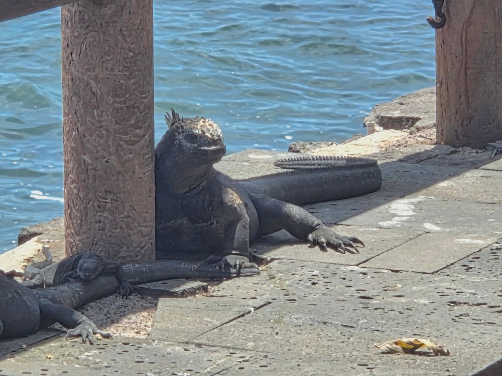 Galapagos marine iguana in the shade giving absolutely no fucks 