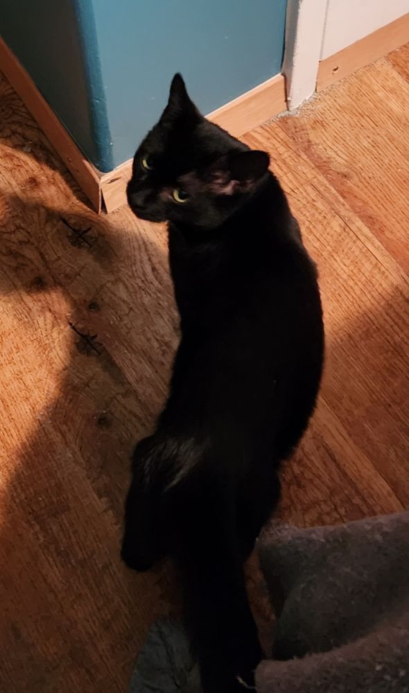 Tycho, my black cat asshole, looking cute.