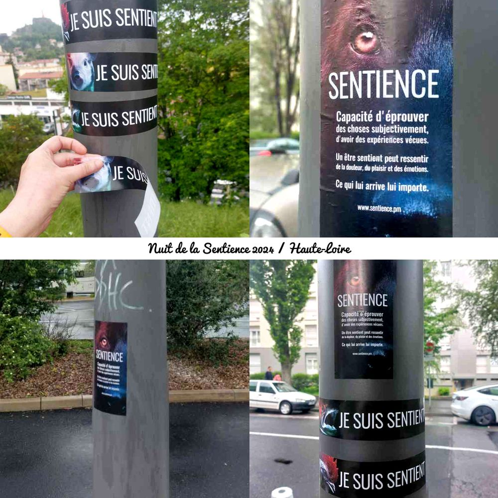 Photos de divers stickers et affiches sur la sentience.