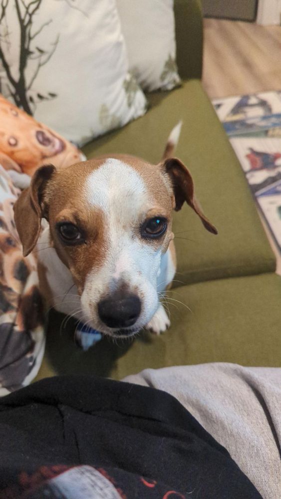 A small dog looks at the camera with a slight look of frustration on his face.