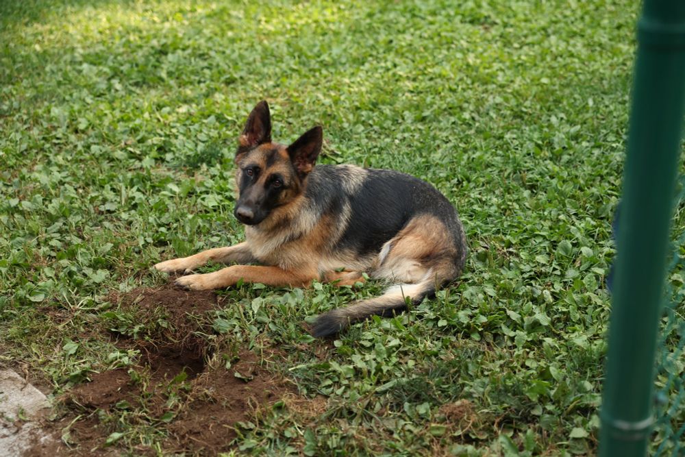 Exceptionally guilty-looking German shepherd in front of an arm-deep hole in the yard giving its owner (or, "manservant," if you will) an exceptionally "not-guilty" look that is likely to be accepted.