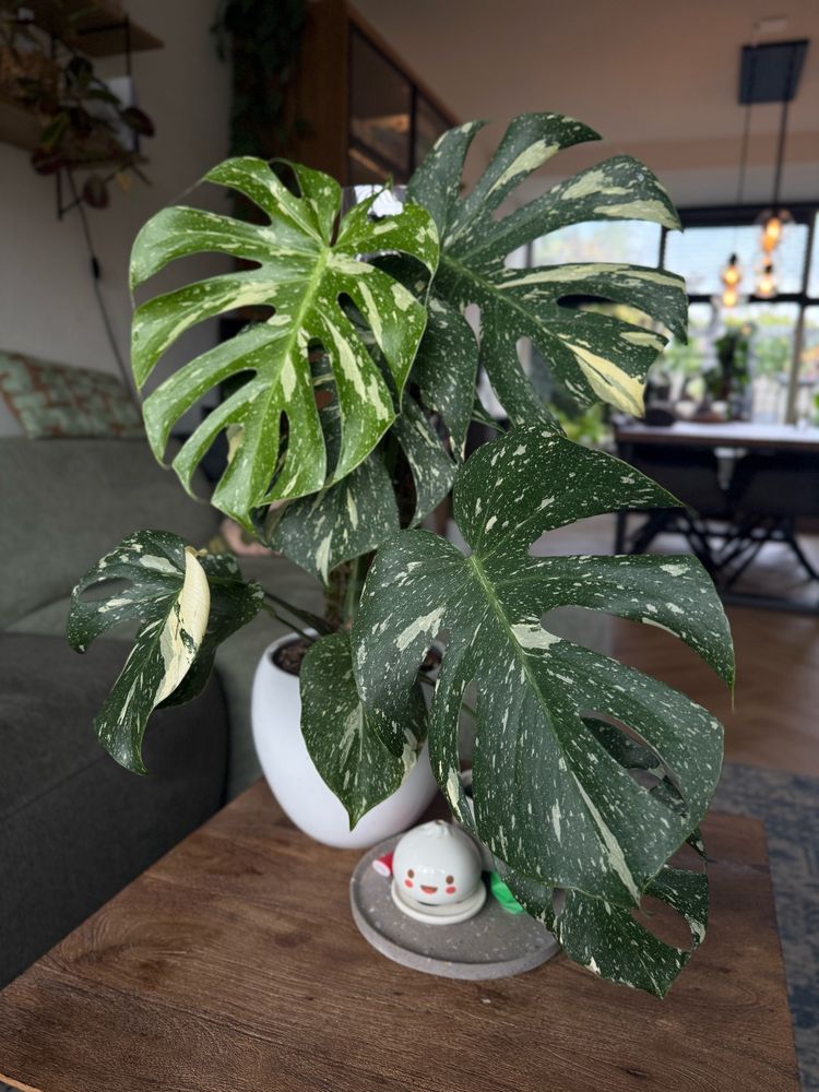 Monstera Thai Constellation 🌌 