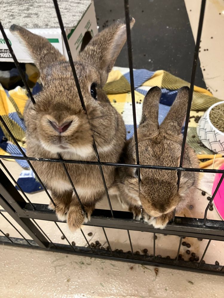 Another photo of little bunny sisters Maple and Spruce sticking their noses through the pen bars, taken from a slightly different angle. Maple is keeping her snout low and looks extra small and round. Spruce is standing up higher with her snout pointed toward the camera, demonstrating how the light-colored fur around her nose makes a heart shape.