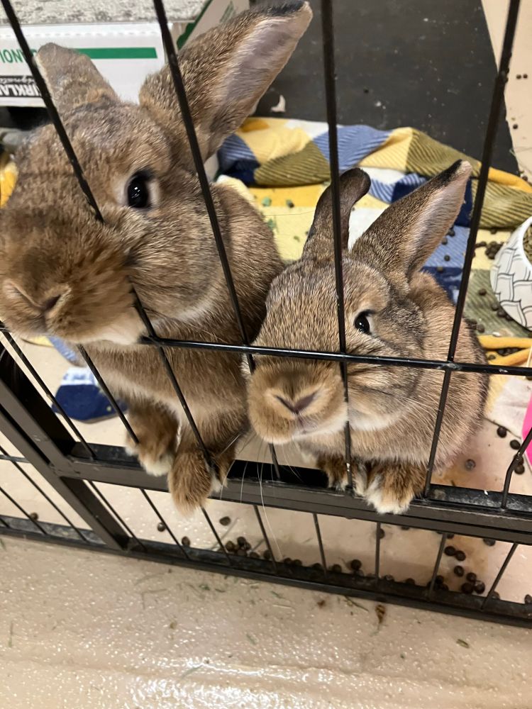 The same two bunnies a moment later, now at the front of the pen. They are both standing on their hind legs, resting their front paws on the gate for balance, and sticking their hopeful snouts out through the bars. The two of them look very similar, but Maple is a little bit smaller than Spruce.