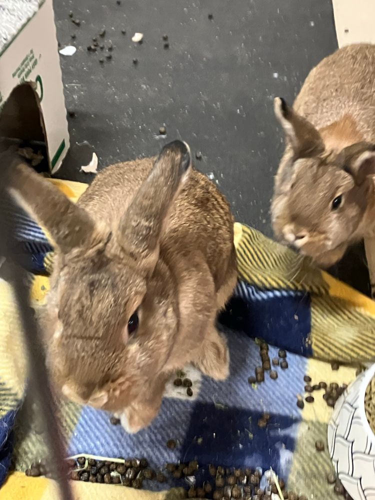 Photo of two young rabbits in a pen at the shelter, slightly motion-blurred as they scamper towards the camera. They have brown fur with light markings around their eyes and noses.