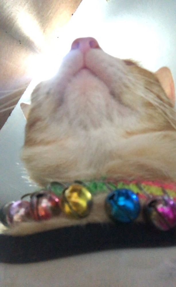 pumpkin orange cat pov: you are the ant below him