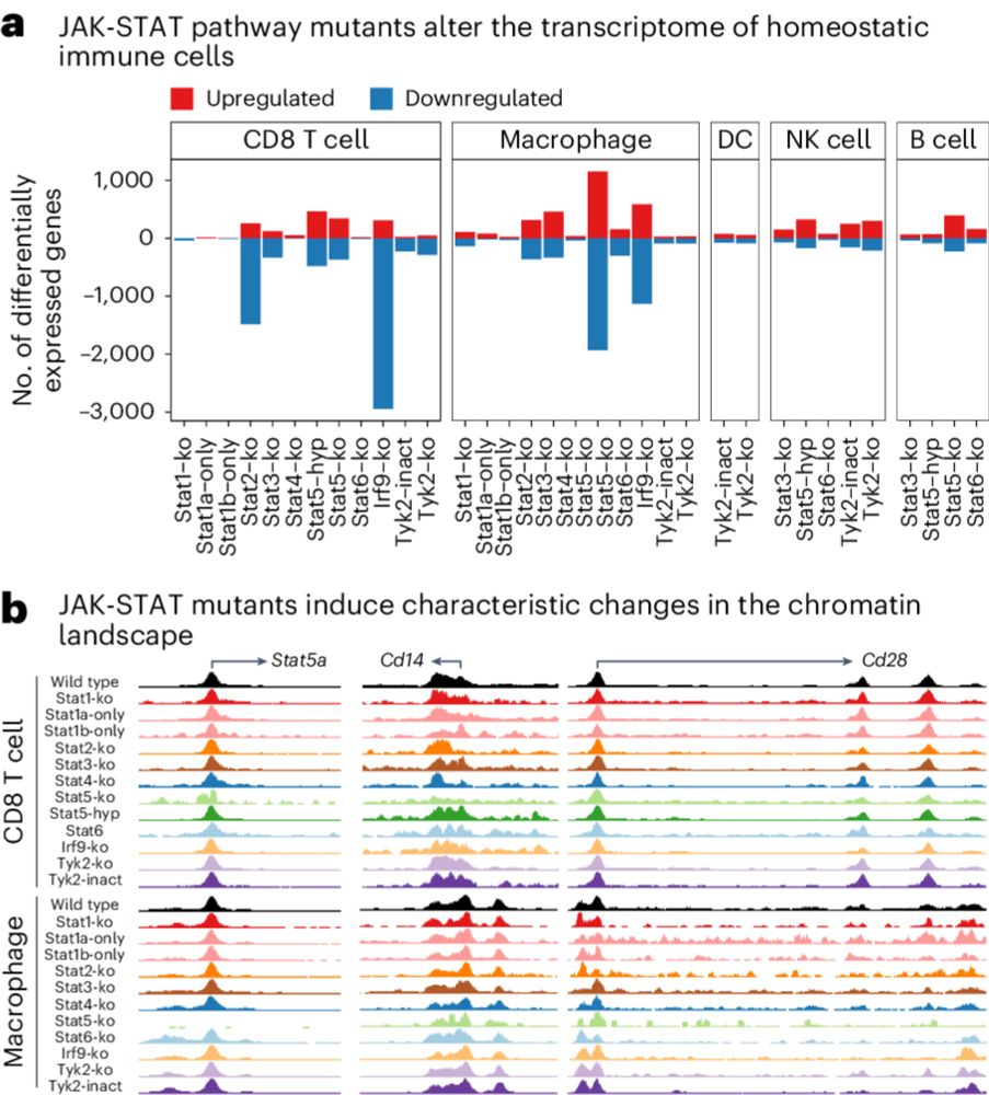 Baseline JAK–STAT signaling maintains immune cell homeostasis